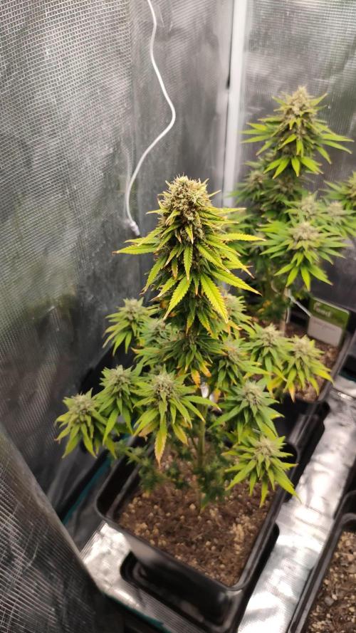 Green poison