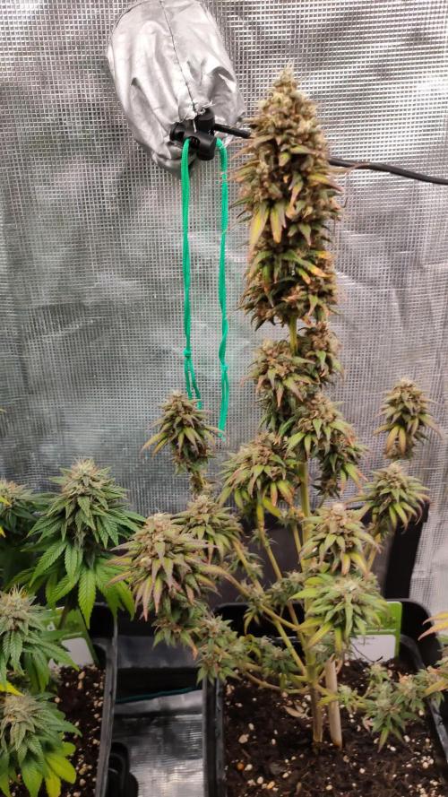 Tropicanna poison