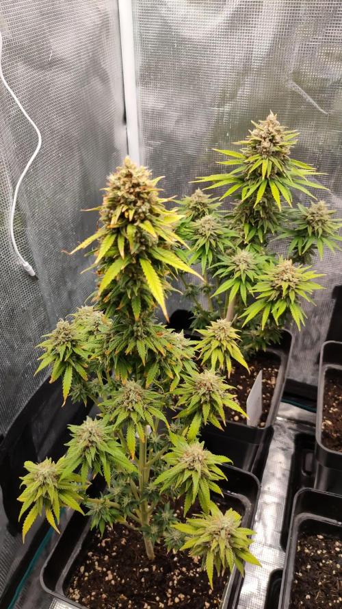 Green poison