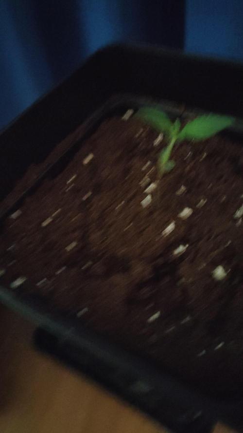DARK DEVIL AUTO
