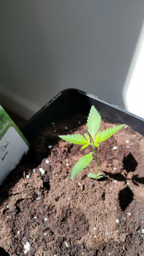 DARK DEVIL AUTO