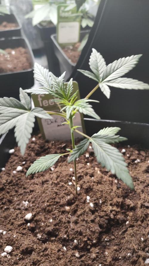 DARK DEVIL AUTO