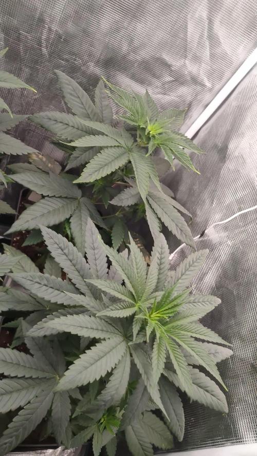 FROSTY TOOTH