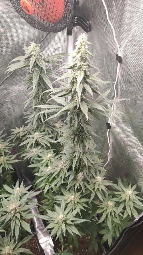 FROSTY TOOTH
