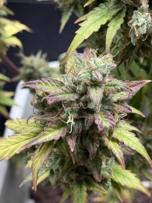 GIRL SCOUT KUSH. Week 12