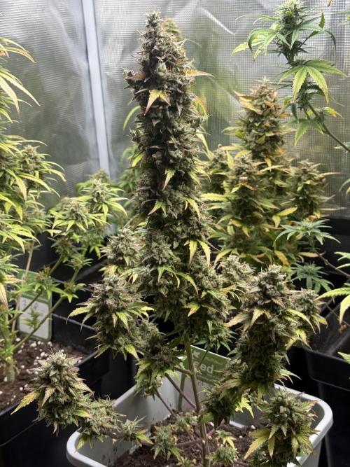 GIRL SCOUT KUSH. Week 12