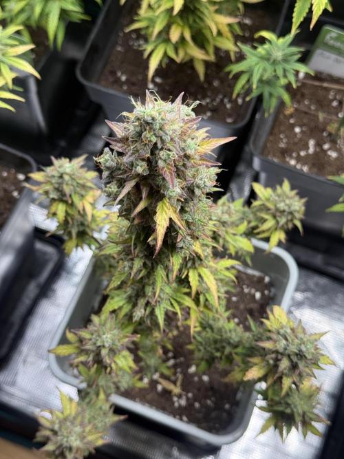 GIRL SCOUT KUSH. Week 12