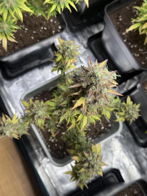 GIRL SCOUT KUSH. Week 12