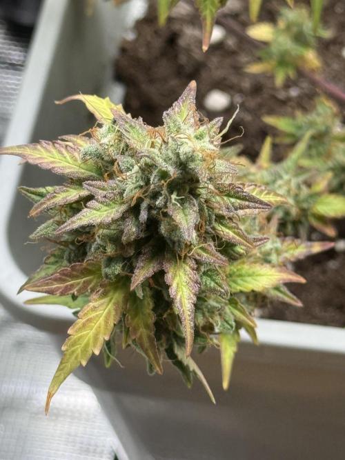 GIRL SCOUT KUSH. Week 12