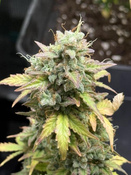 GIRL SCOUT KUSH. Week 12