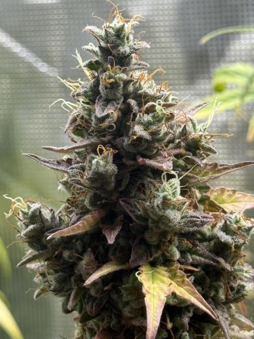 GIRL SCOUT KUSH. Week 12