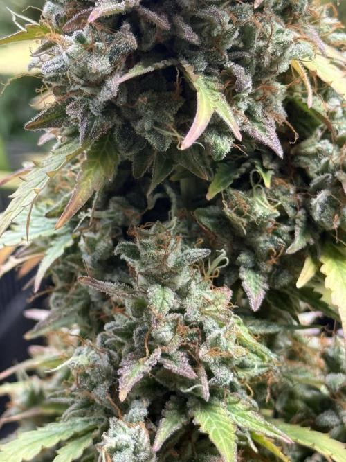 GIRL SCOUT KUSH. Week 12