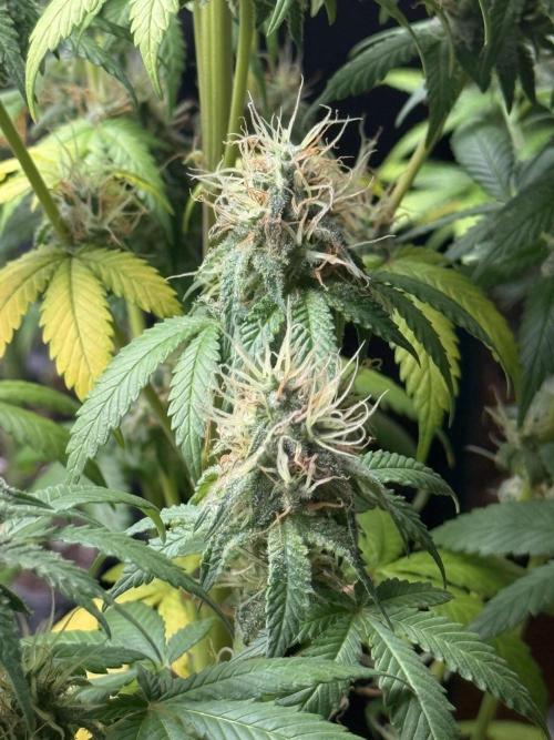 GIRL SCOUT KUSH. Week 12