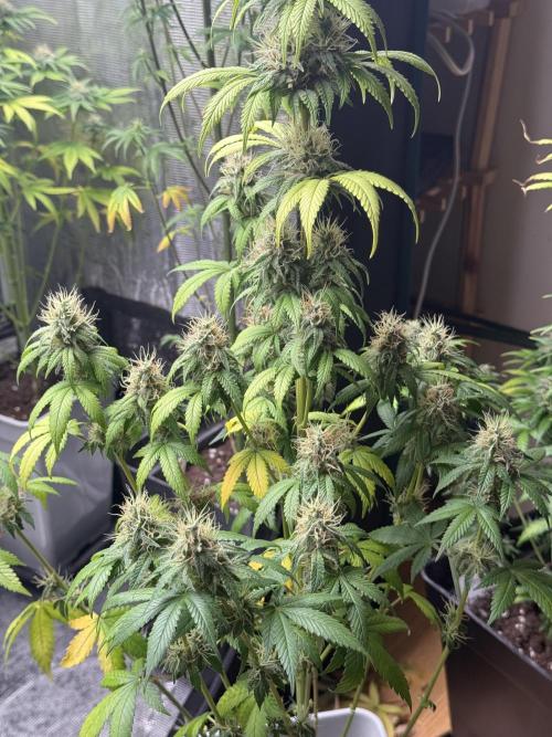 GIRL SCOUT KUSH. Week 12