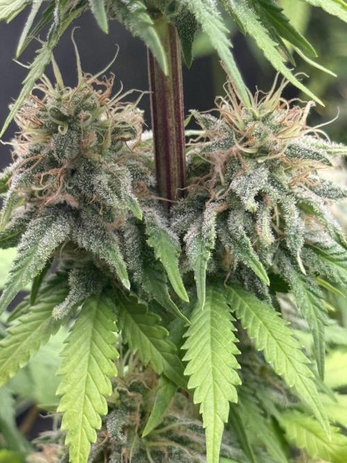 GIRL SCOUT KUSH. Week 12