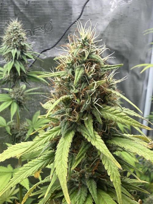 GIRL SCOUT KUSH. Week 12