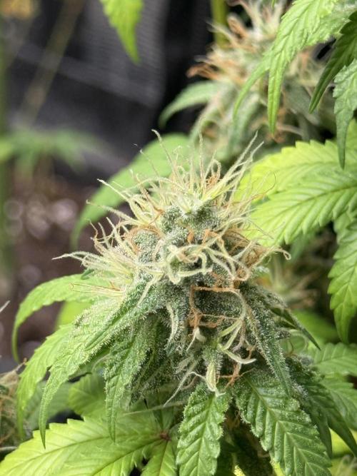 GIRL SCOUT KUSH. Week 12