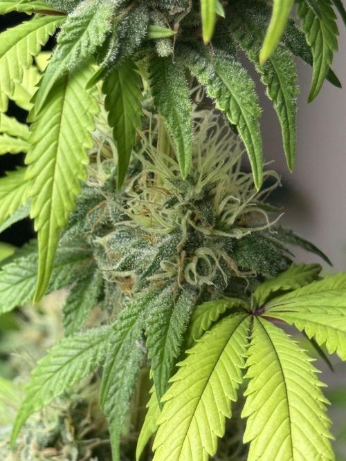 GIRL SCOUT KUSH. Week 12