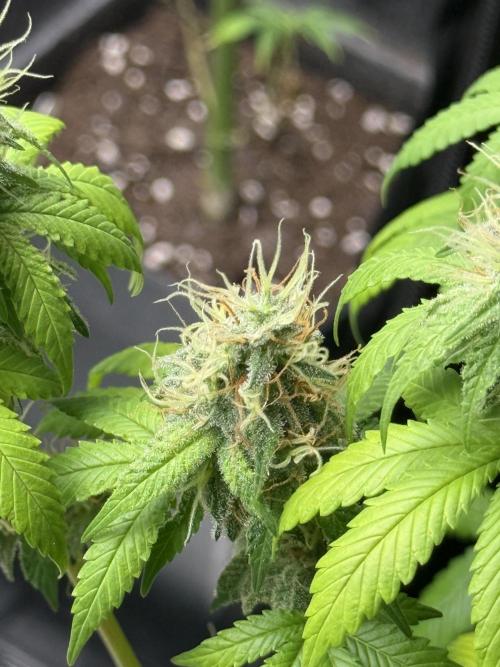 GIRL SCOUT KUSH. Week 12