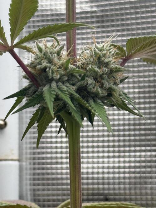 PAPAYA FROSTING. Week 11