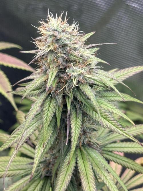 PAPAYA FROSTING. Week 11