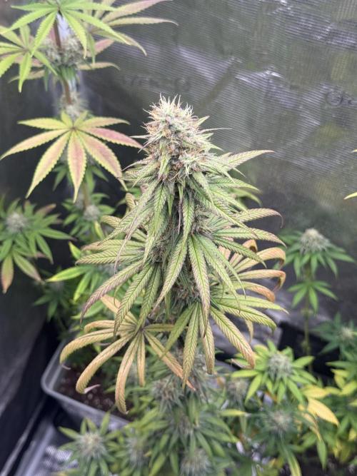 PAPAYA FROSTING. Week 11