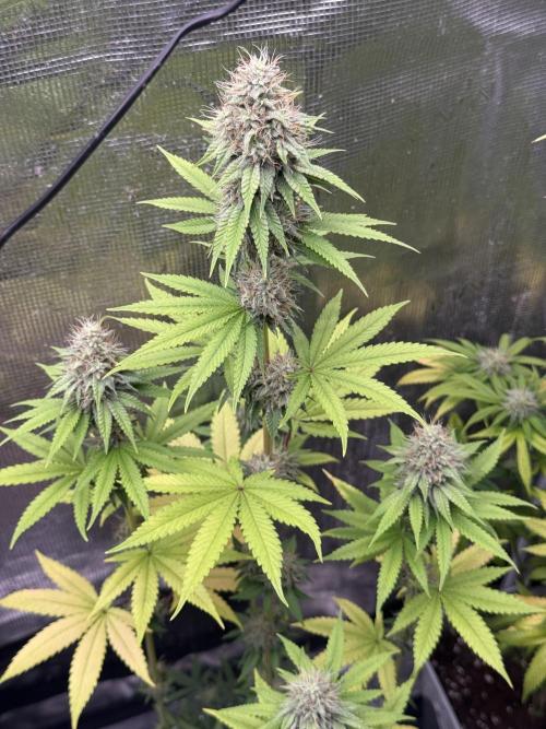 PAPAYA FROSTING. Week 11