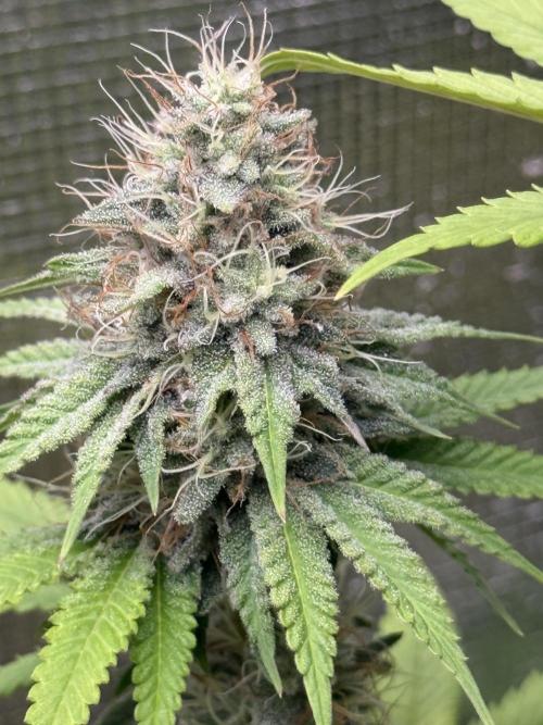 PAPAYA FROSTING. Week 11