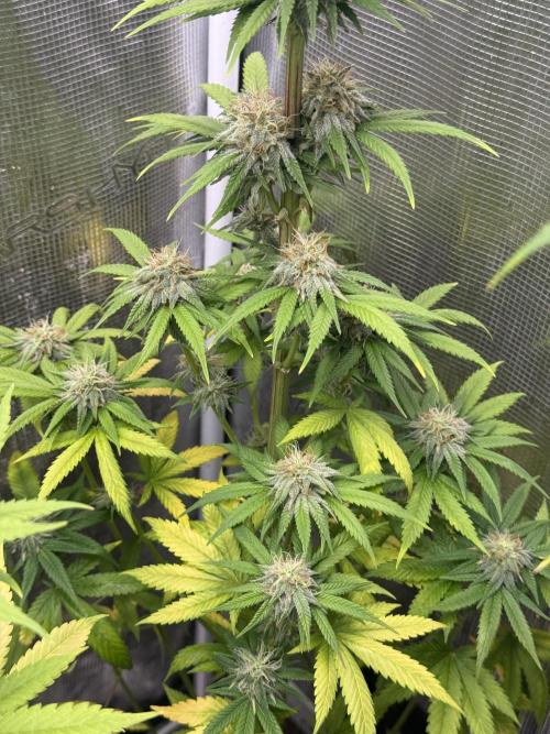 PAPAYA FROSTING. Week 11