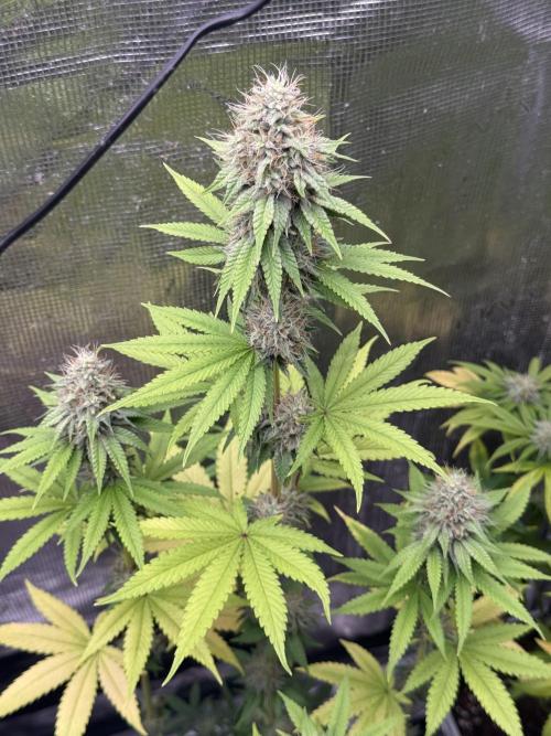 PAPAYA FROSTING. Week 11