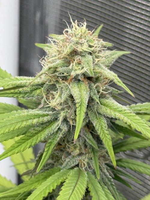 PAPAYA FROSTING. Week 11