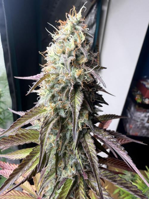 LA KUSH CAKE. Week 11