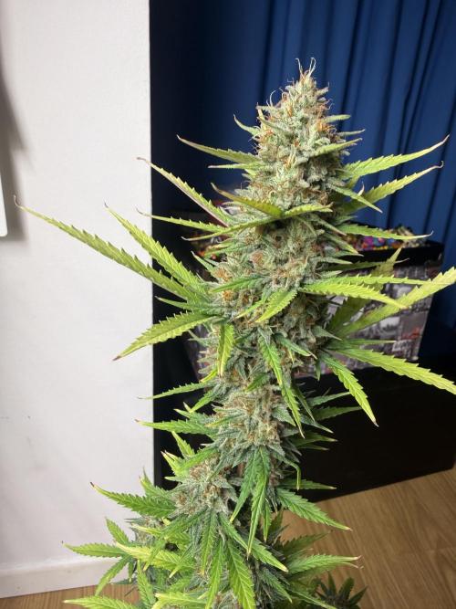 LA KUSH CAKE. Week 11