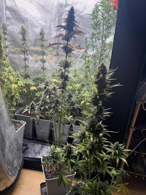 LA KUSH CAKE. Week 11