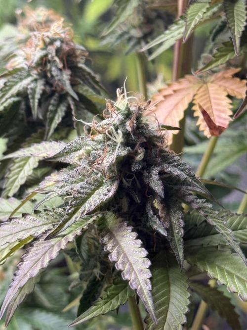 LA KUSH CAKE. Week 11