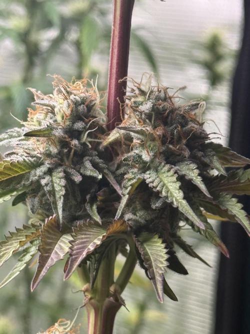 LA KUSH CAKE. Week 11