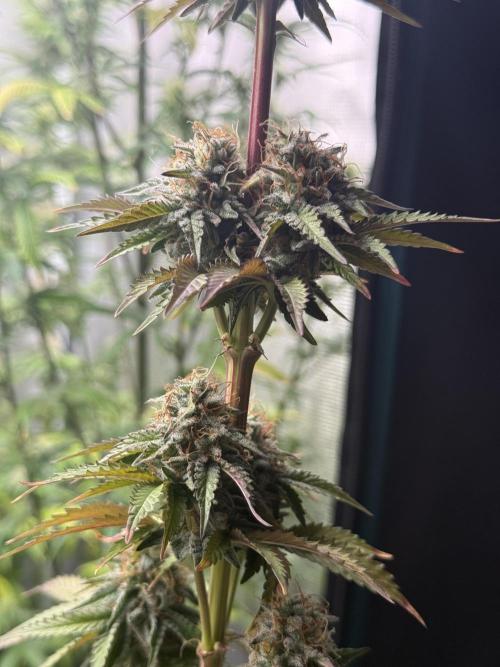 LA KUSH CAKE. Week 11