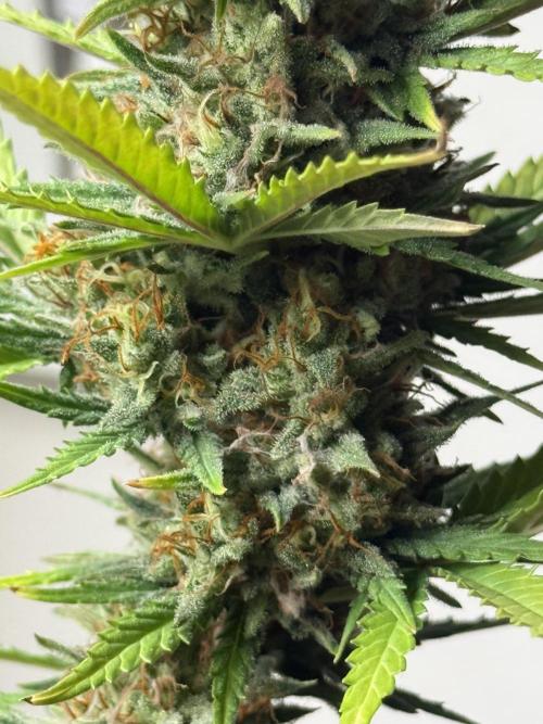 LA KUSH CAKE. Week 11