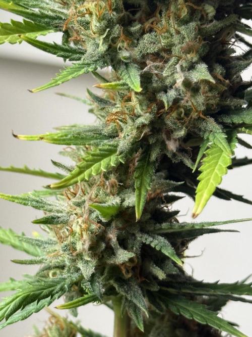 LA KUSH CAKE. Week 11