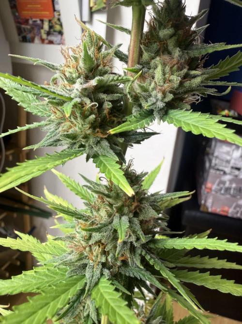 LA KUSH CAKE. Week 11