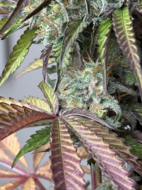 LA KUSH CAKE. Week 11