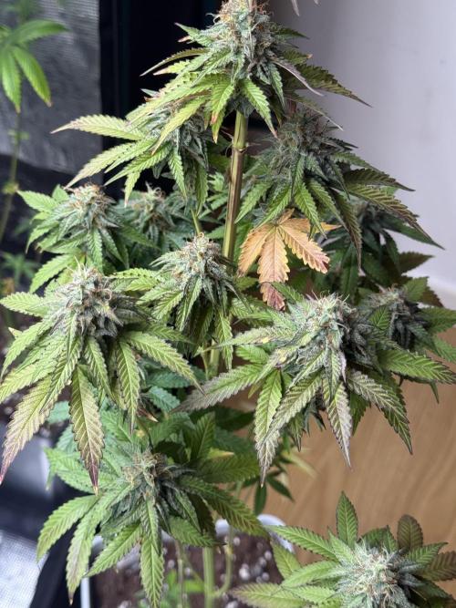 LA KUSH CAKE. Week 11