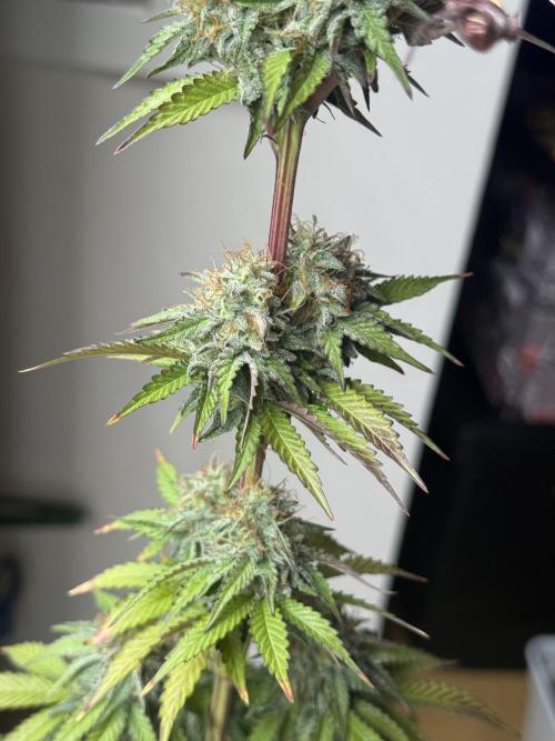 LA KUSH CAKE. Week 11