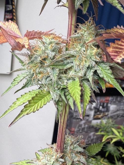 LA KUSH CAKE. Week 11