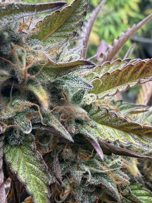 LA KUSH CAKE. Week 11