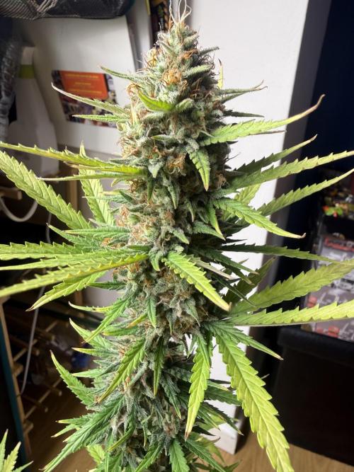 LA KUSH CAKE. Week 11