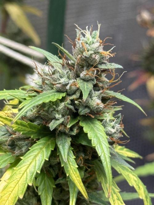 AUTO BLUEBERRY. Week 12