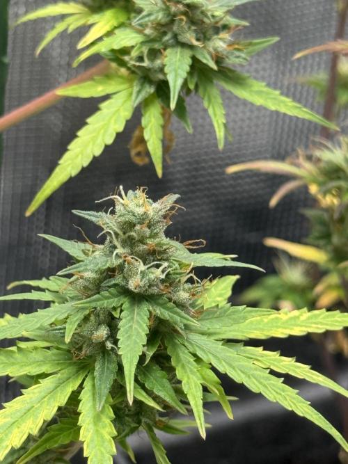 AUTO BLUEBERRY. Week 12