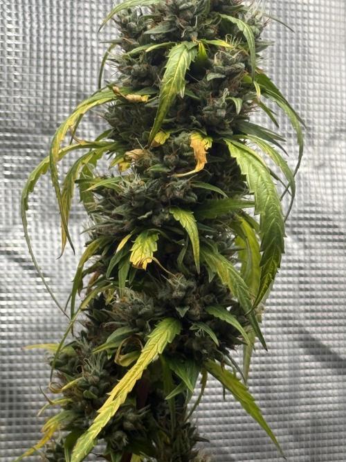 AUTO BLUEBERRY. Week 12