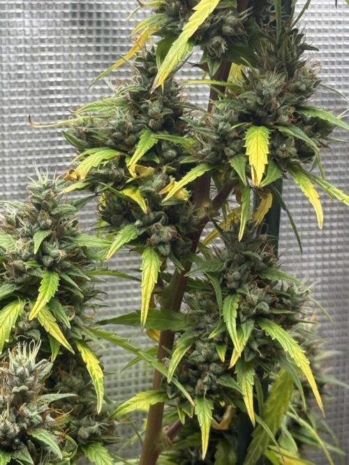 AUTO BLUEBERRY. Week 12